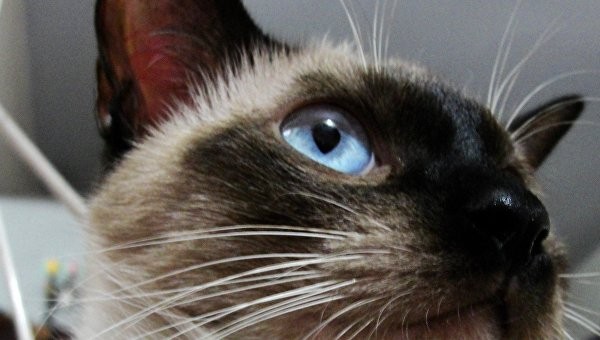 Xotinimning eshagining surati Xotinning fantaziyasini oqing