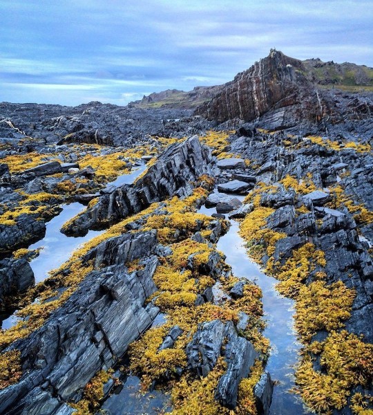 Rossiya nudistlari va tabiatshunoslarining fotosuratlari