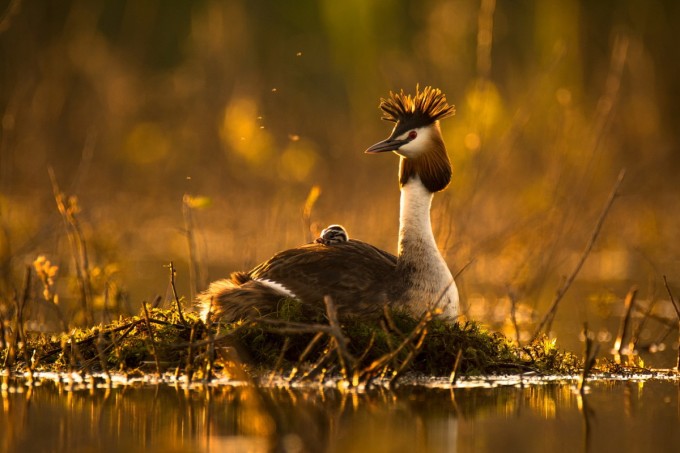 Yalangoch modellarning eng yaxshi fotosuratlari