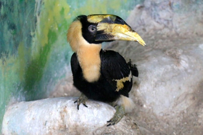 Foto: Tashkentzoo.uz