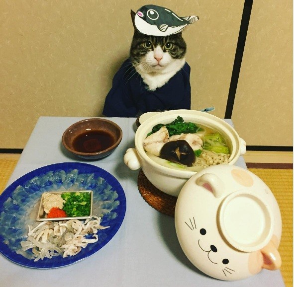 Yapon ayolining mushukining yaqindan olingan surati