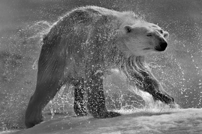 Porno birodar Polsha eshak