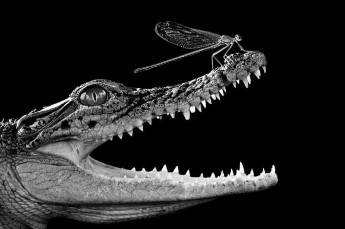 Sankt-Peterburgdagi gozal fohishalar