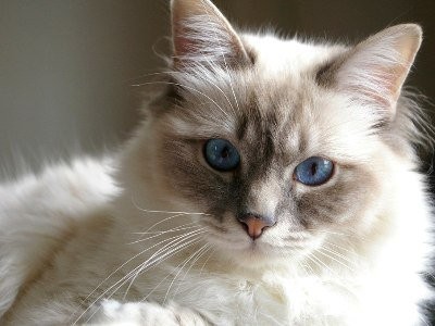 Sex on the High Seas ni onlayn tomosha qiling