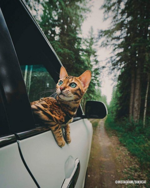 Tia Tanaka porno tomosha