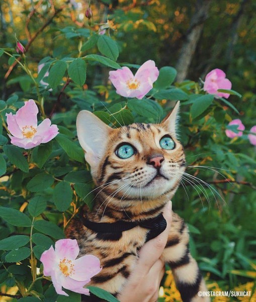 Mushuk eshakdagi obektlar