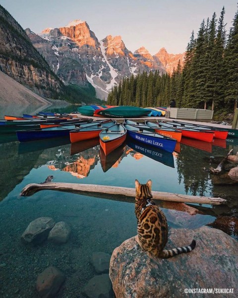 Voyaga etgan ayollar mushuklari fotosuratlari