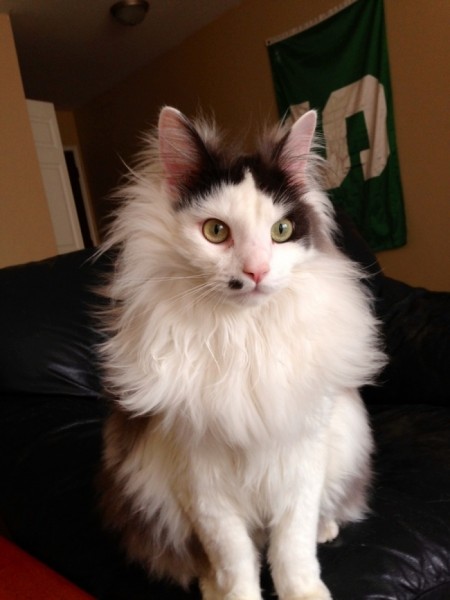 Porno video bekasi oyoq fetish hukmronligi