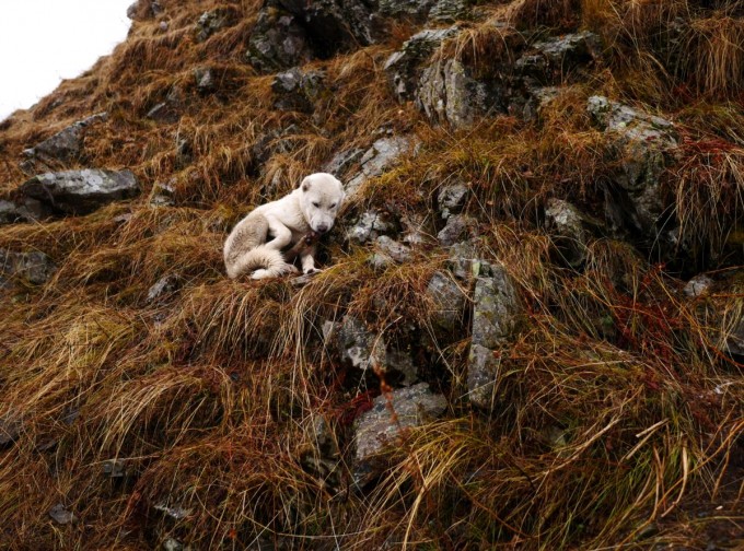 Gruziya fohishalarining telefon raqamlari va fotosuratlari