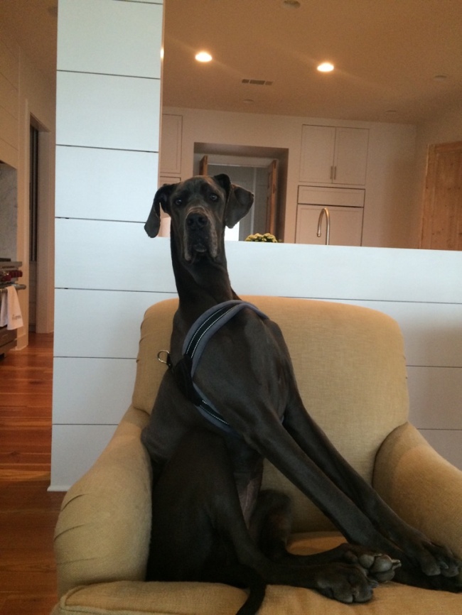 It uslubidagi fotosuratlardagi katta eshak buvilar It uslubidagi fotosuratlardagi katta eshak buvilar