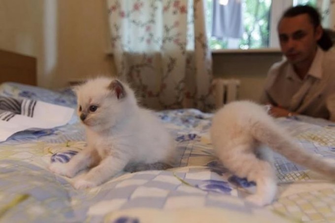 Dominant lesbian porno