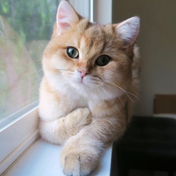 Porno kasting chex agenti