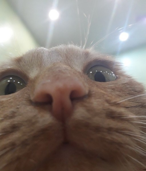 Chex xotinlari yalangoch