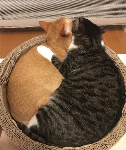 Erkakning chayqalayotgani videosi