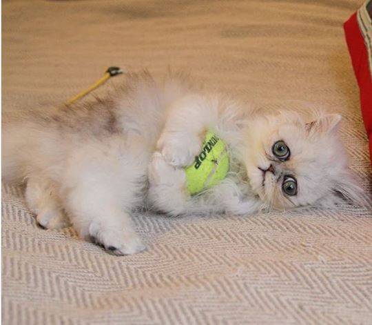 Yetuk rus jojalarini sina