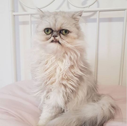 Buryat porno tomosha