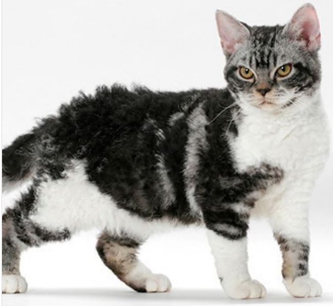 Qattiq mushuklarning fotosuratlari Qattiq mushuklarning fotosuratlari