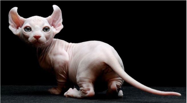 Rus pornosi josuslik va onanizm VKontakte-da Orskda jinsiy aloqa