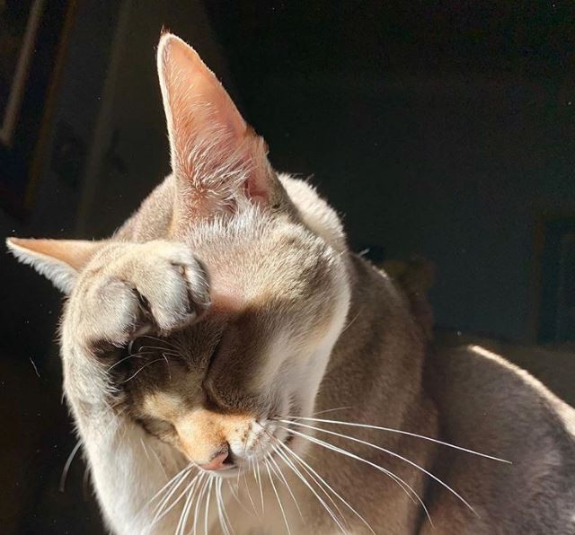 Dugonasi uxlab yotganida xotinini sikibdi.