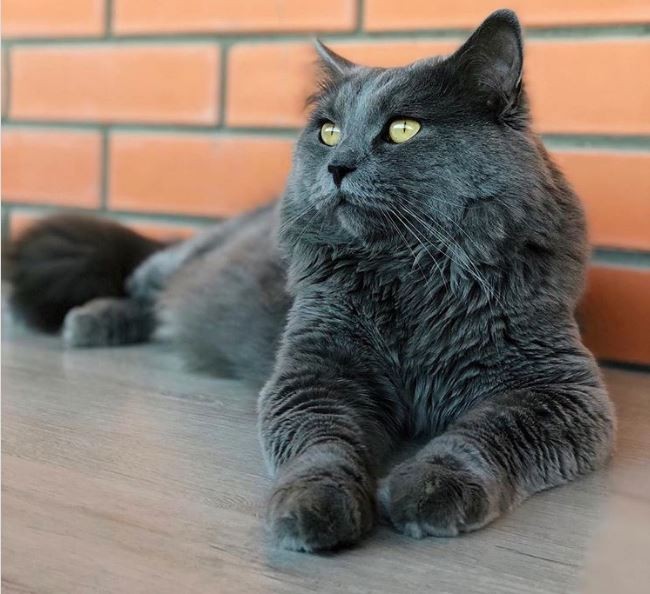 Dumba ustiga otiradi