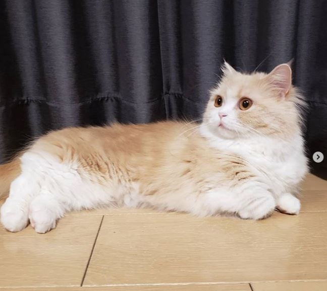 Tukli mushuklar siyishadi