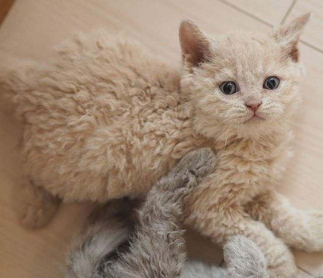 Onam va dadam qizini jinsiy aloqa qilishga kondirmoqchi.