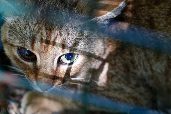 Karmen Rivera tasmali pissing Ota va qizi porno video