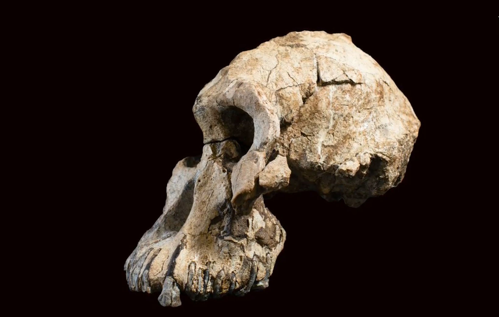 Qora odam fotosinining mushukiga kiradi