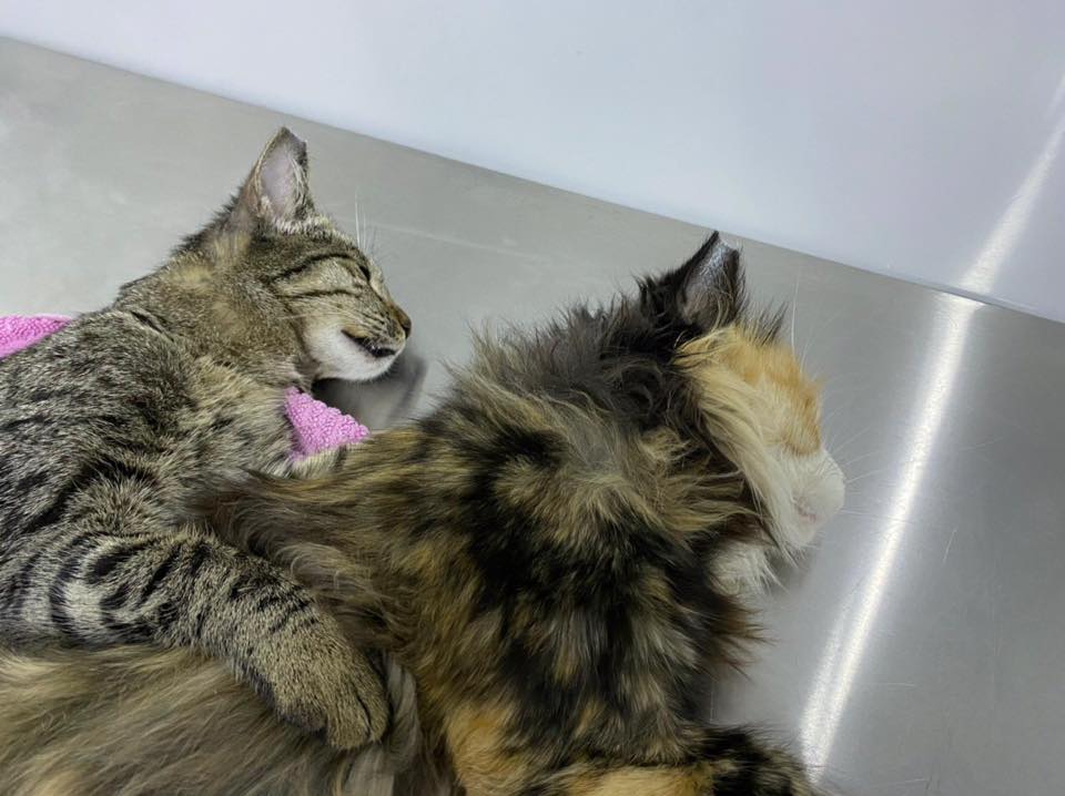 Fotograf Vlad erotik fotosuratlar Ayollar pornosini tomosha qiling