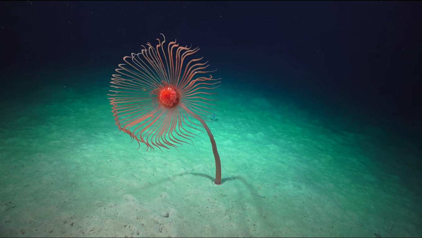 Kastingda haqiqiy jinsiy aloqa