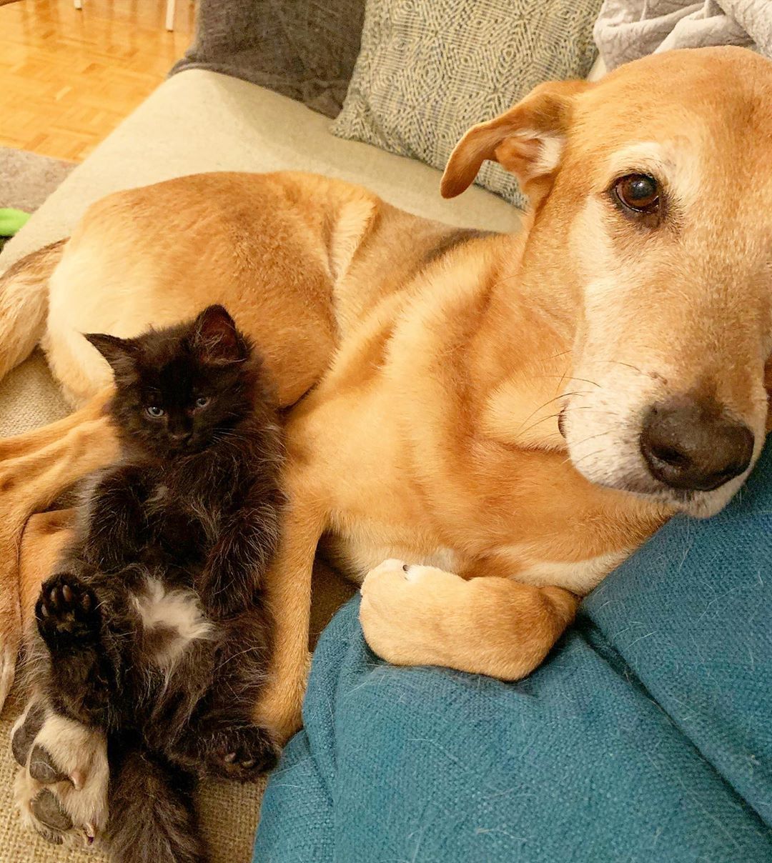 Oshxonada jinsiy aloqa tiqilib qoldi