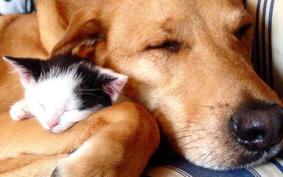 Hojatxonada rus pikap porno