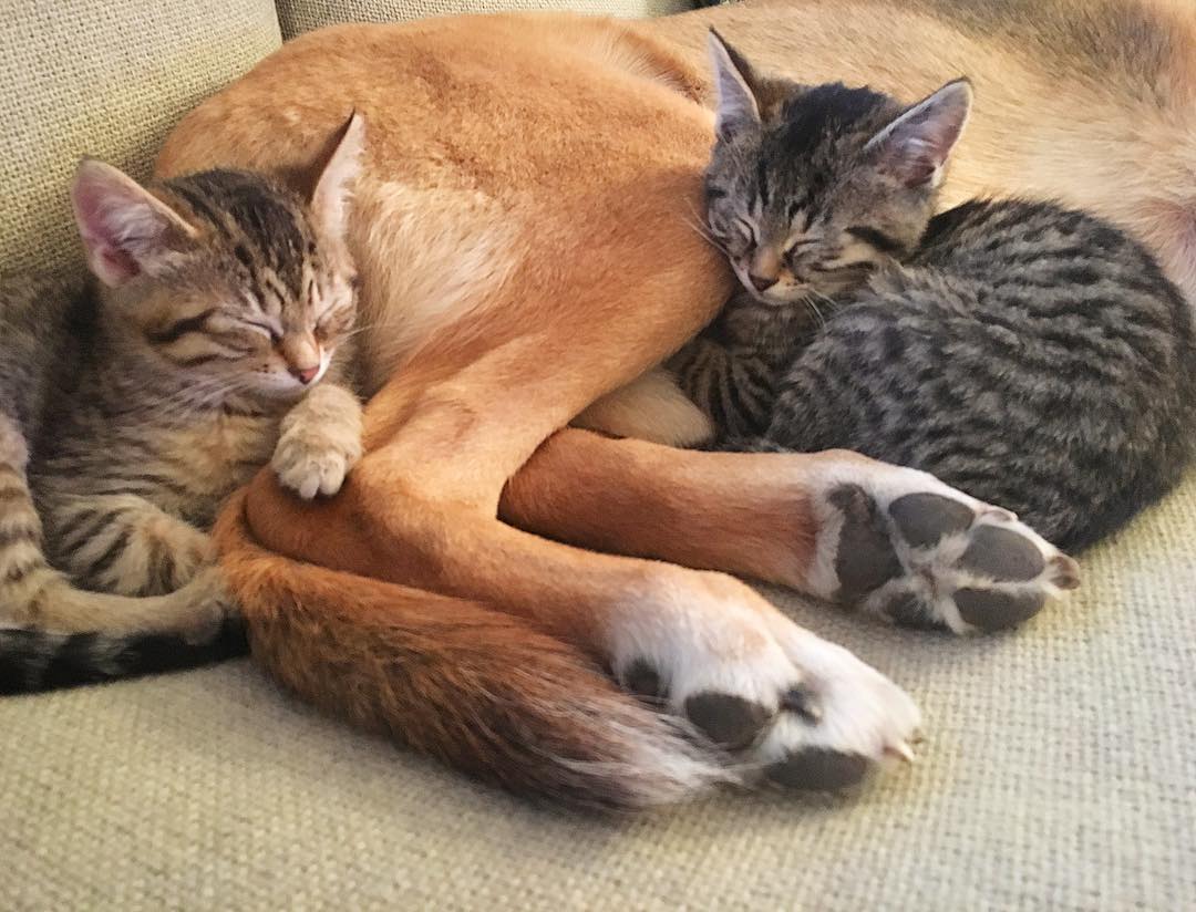 Erotik uchlik rasmlar