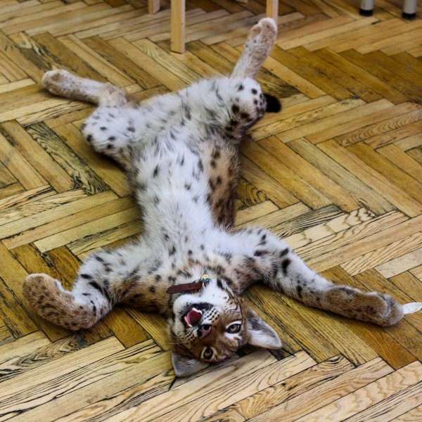 Izohlar bilan jinsiy aloqa HD