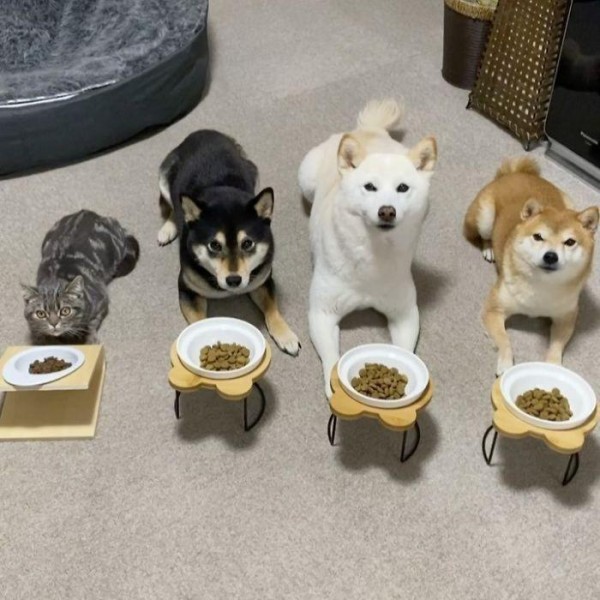 Kulrang trikotaj koylakni sotib oling