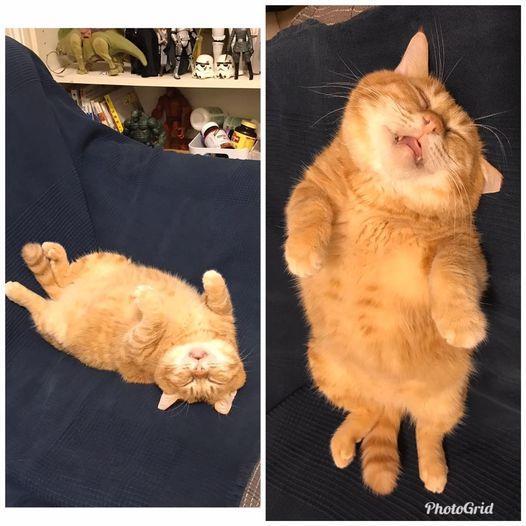 Uyda qizlarning mushuklari