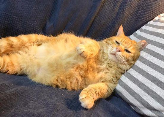 Dumbani til bilan silaydi