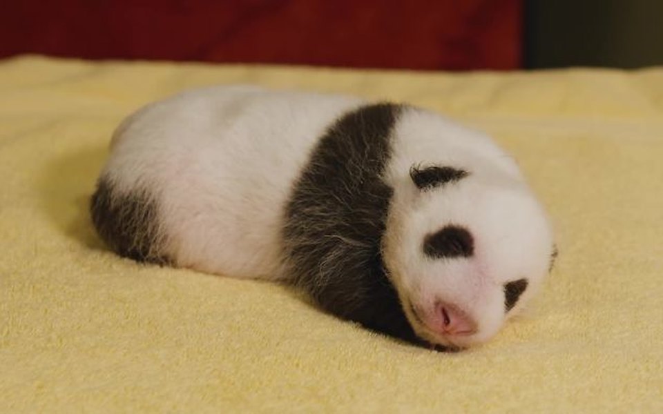 Yalangoch Elis Milano fon rasmi