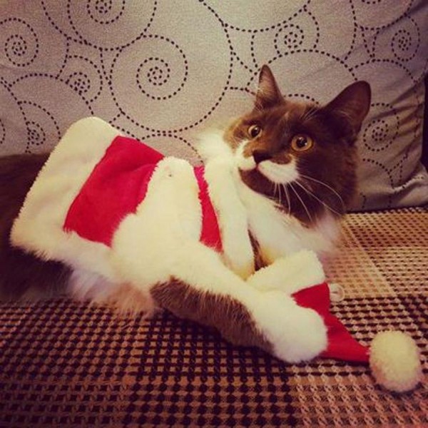 Bazi erotik veb-saytlarni taklif qiling Ogzaki krem