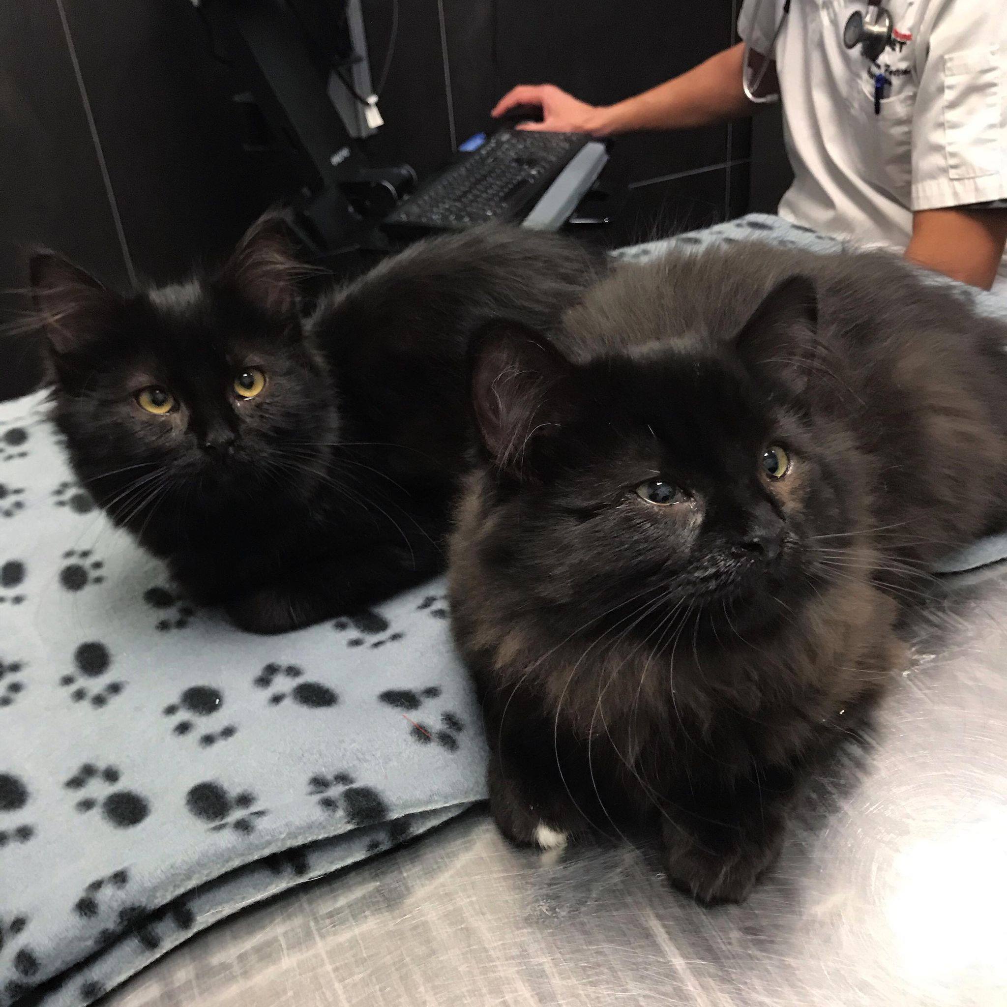 Virgin porno video tomosha