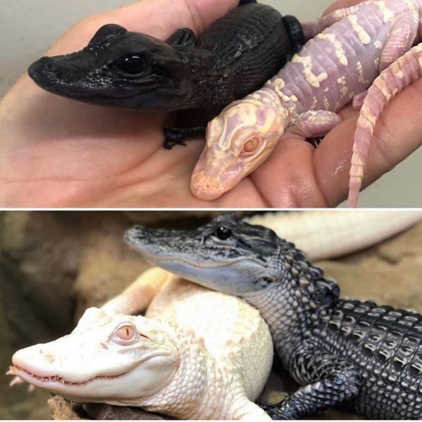 Gayrioddiy ayollar mushuklari Gayrioddiy ayollar mushuklari