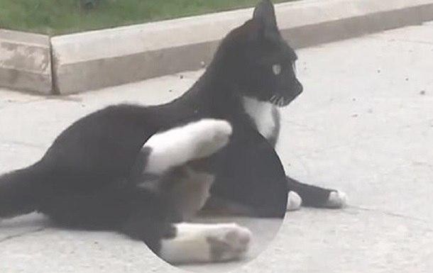 Svngeri onlayn porno video Sredna Anna bilan porno