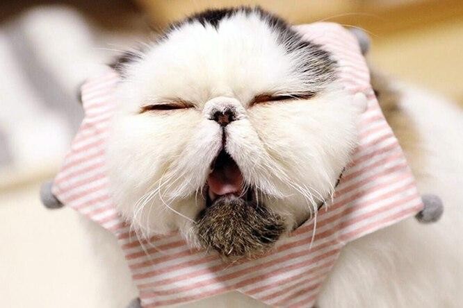 Qattiqroq siking, ruscha uslub