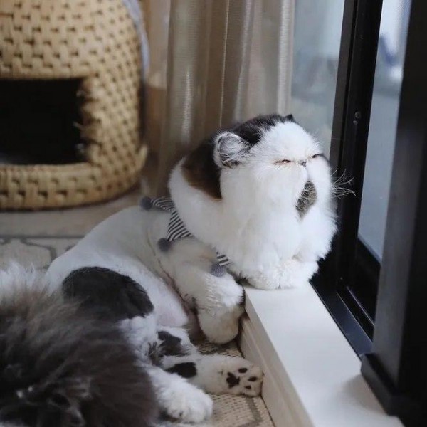 Jinsiy komikslar zindon