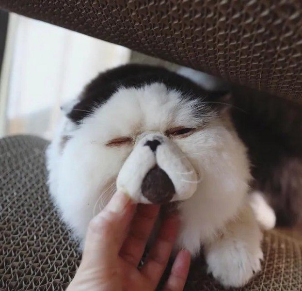 Bakterial vaginoz (vaginal bakterioz)