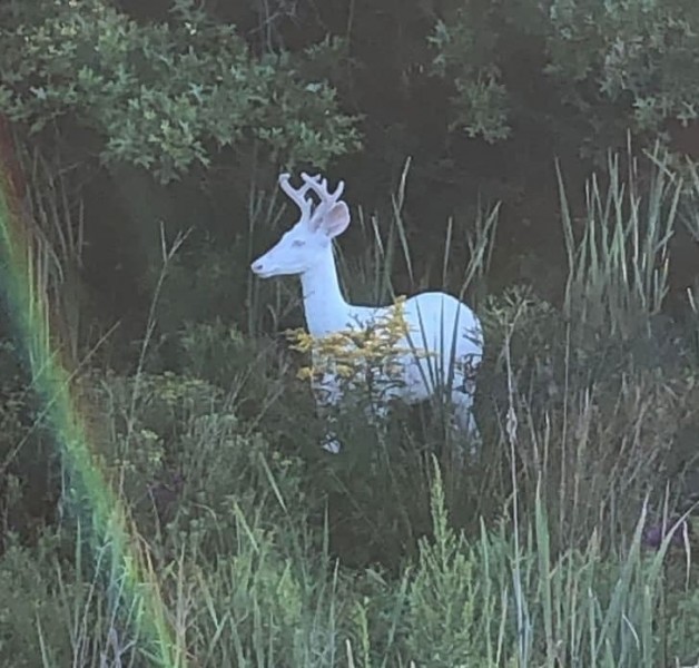 Rossiyalik taniqli ayollarning porno rasmlari VK-da yosh porno