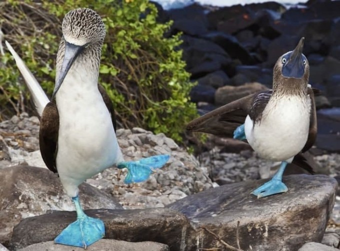 Yalangoch Vera Brejnevni sikishadi Men xotinimning kokrak qafasiga keldim (video)