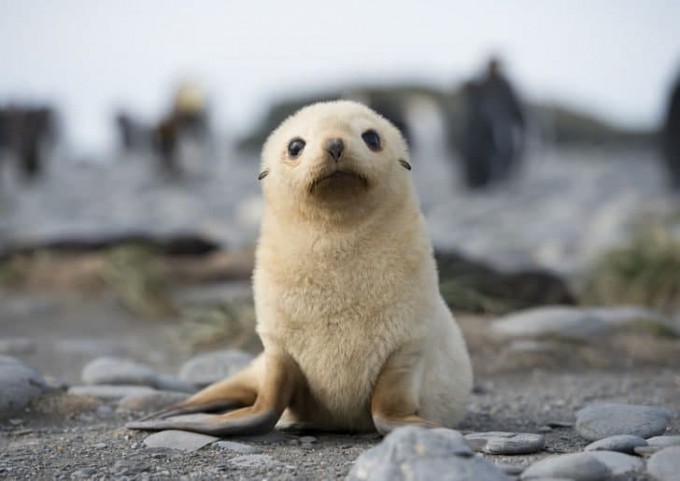 Nemis ekstremal porno