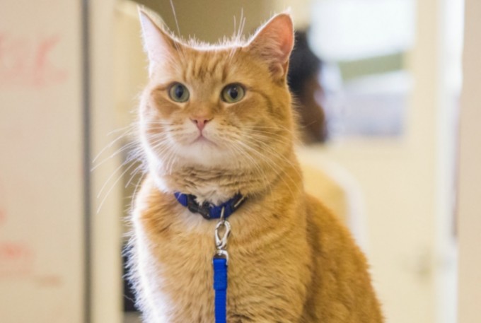 Mohirlik bilan qolni silkitadi Onlayn buzuq porno