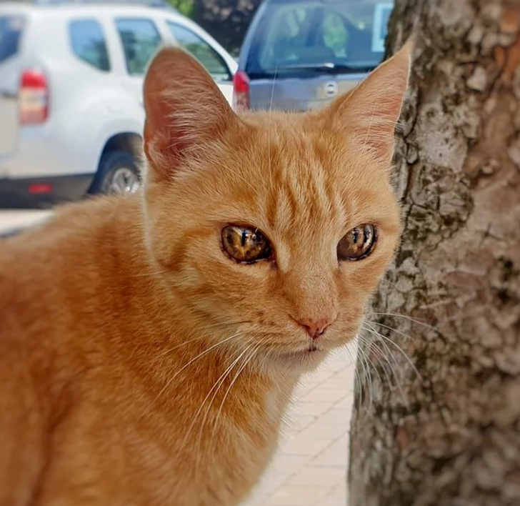 Ispan porno jinsiy aloqa tomosha qiling